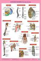 Плакат Анатомия человека. Костная система