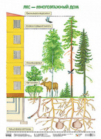 Парциальная программа "Юный эколог" Плакат Лес - многоэтажный дом