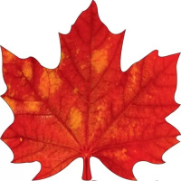 Украшение Кленовый лист красный 150*150 мм 88.619